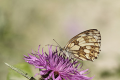 Melanargia galathea