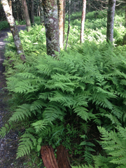 Athyrium