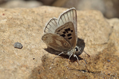 Agriades pyrenaica