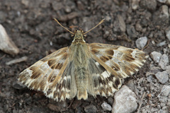 Muschampia lavatherae