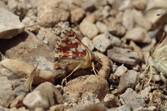 Spialia