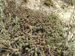 Camphorosma monspeliaca