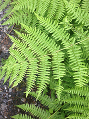 Athyrium