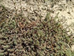 Camphorosma monspeliaca