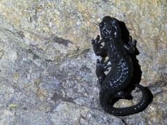 Salamandra atra