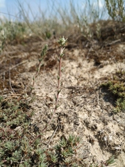 Camphorosma monspeliaca