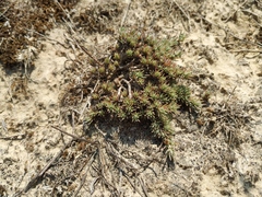 Camphorosma monspeliaca