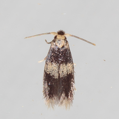 Stigmella nigriverticella