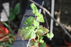 Urtica