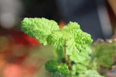 Urtica