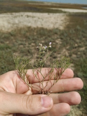 Limonium caspium