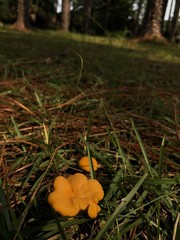 Cantharellus
