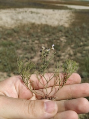 Limonium caspium