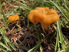 Cantharellus