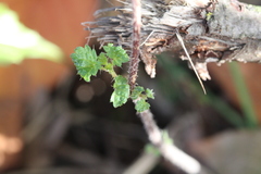 Urtica