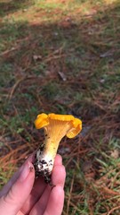 Cantharellus