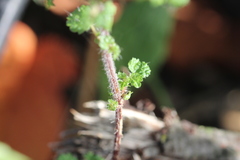 Urtica