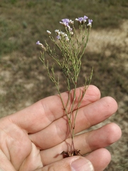 Limonium caspium