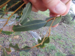 Eucalyptus grandis
