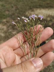 Limonium caspium