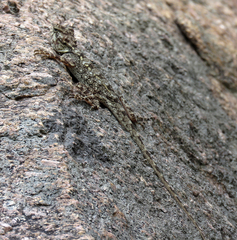 Psammophilus dorsalis