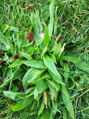 Plantago lanceolata