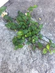 Callisia repens