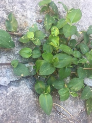 Callisia repens