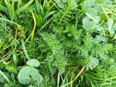 Achillea millefolium