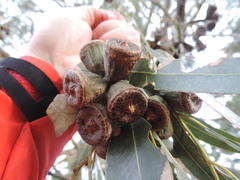 Eucalyptus grandis