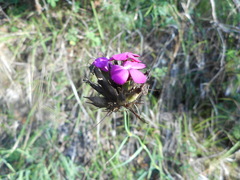 Dianthus balbisii