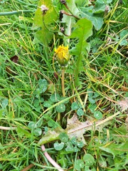 Taraxacum