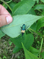 Desmocerus palliatus