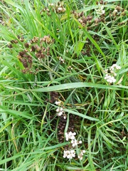 Achillea millefolium