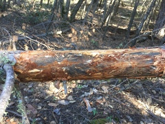 Dendroctonus pseudotsugae