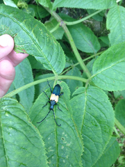 Desmocerus palliatus