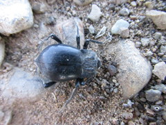 Psectrascelis crassiventris