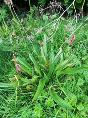 Plantago lanceolata