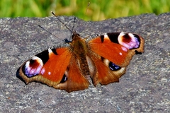 Aglais io
