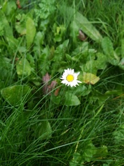Bellis perennis