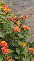 Vanessa braziliensis