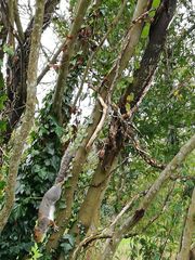 Sciurus carolinensis