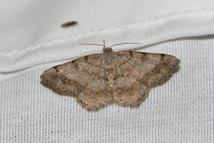 Digrammia ocellinata