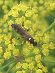 Ichneumonidae