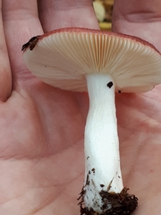 Russula nitida