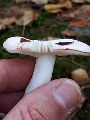 Russula nitida