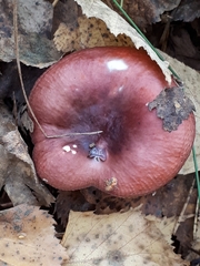 Russula nitida