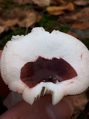 Russula nitida