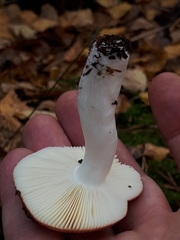 Russula nitida