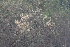 Dombeya rotundifolia
